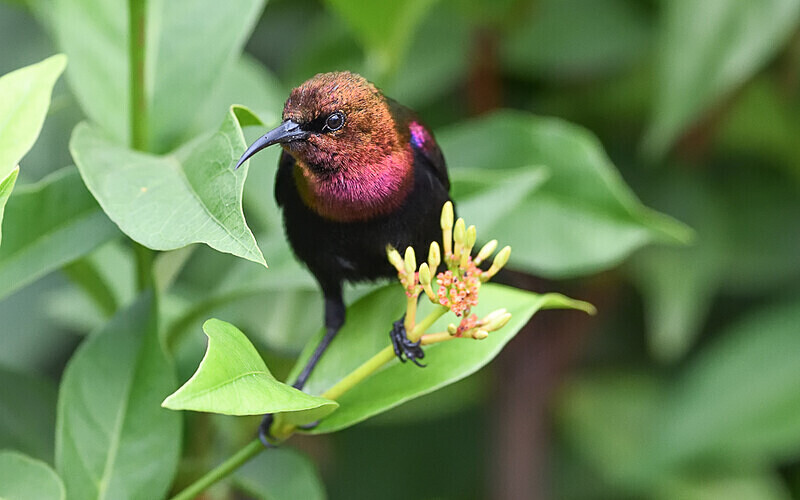 Copper sunbird - Parc national de La Lope (Gabon 2024)
