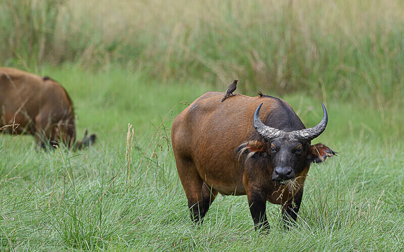 Forest buffalo - Parc national de La Lope (Gabon 2024)