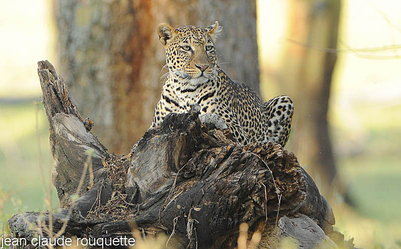 A female leopard. - Lake nakuru national park ( Kenya 2009)