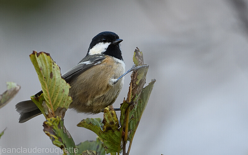 Mésange noire - Cordillera Cantabrica 2021
