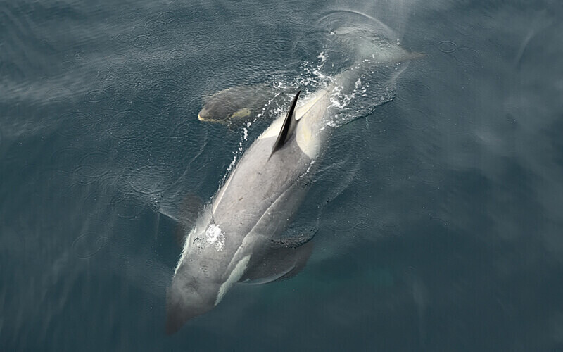  - Ushuaïa Malvinas South Georgia Antartica Peninsula