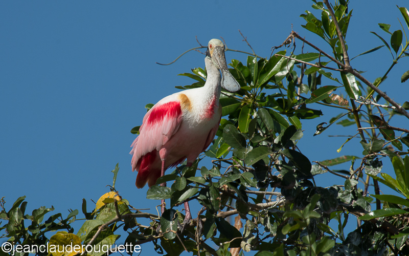 Roseate spoonbill - Pantanal Brazil 2015