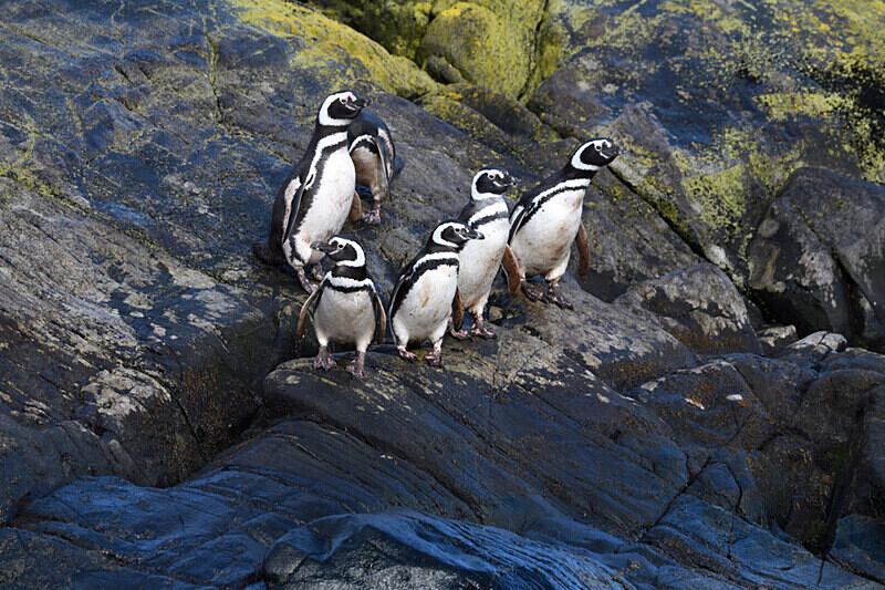 Magellanic Pinguin - Patagonie Chilienne: Magellan Channel and Torres del Paine N.P.