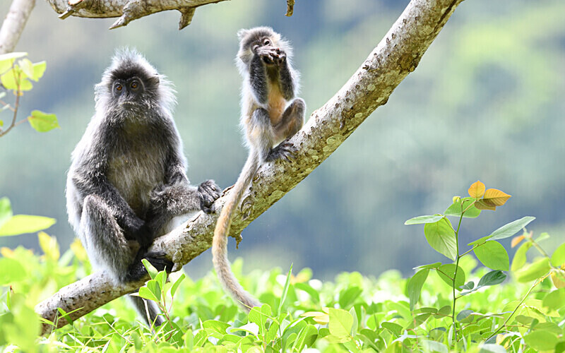 Silver leaf monkeys - Sarawak (avril 2024) Borneo Malaisie