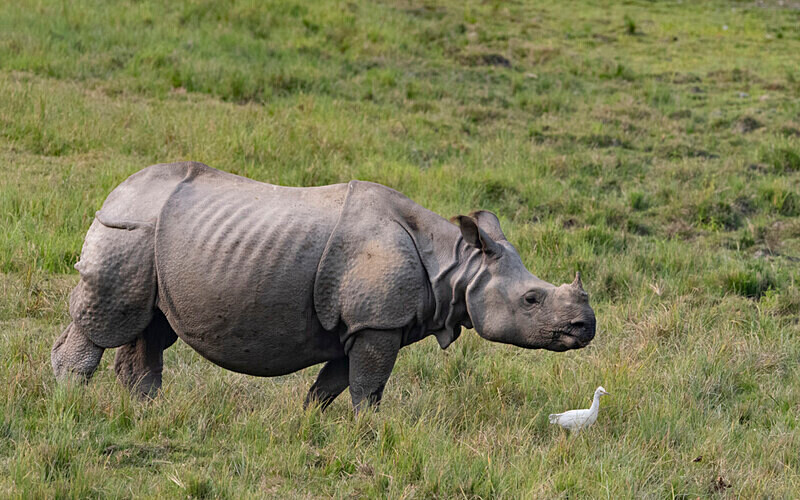 Rhino - Kaziranga National Park Noth East India 2025