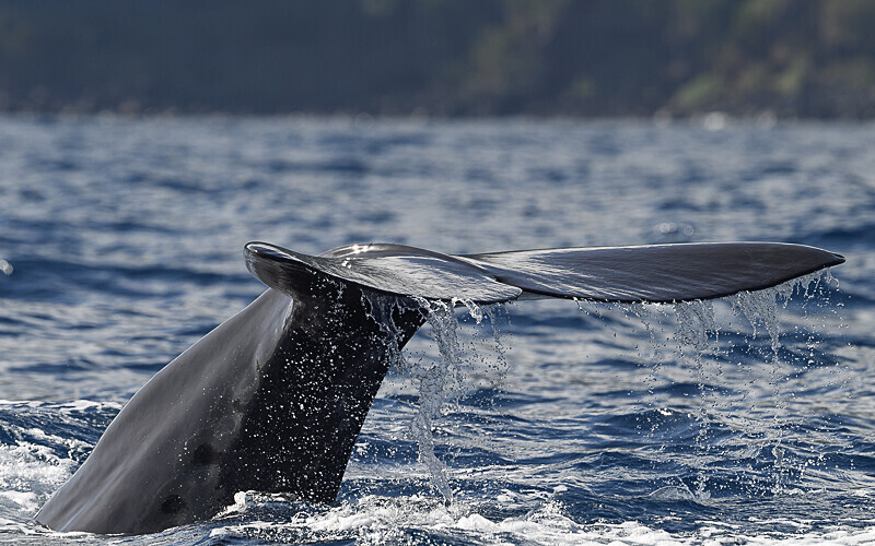 The tail of a sperm whale - Açores 2020