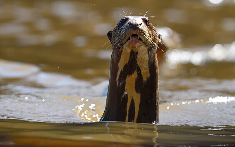 Giant Otter - Pacaya Samiria Pérou 2022