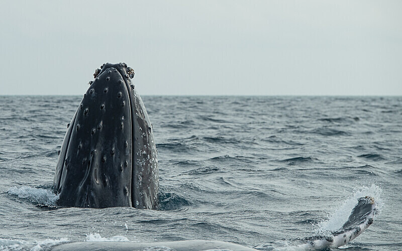 Humpback whale - Loango national park (Gabon 2024)