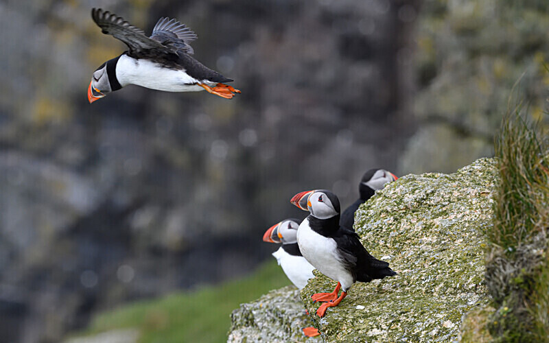 Herma Ness - Shetlands and Cairngorn national park (Scotland)