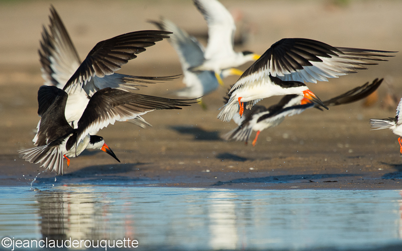 Black skimmers - Pantanal Brazil 2015