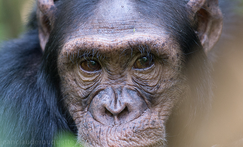 Kibale - Uganda 2016