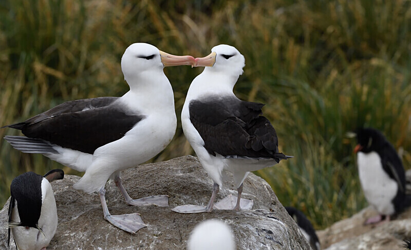 Black-browed Albatros dancing - Ushuaïa Malvinas South Georgia Antartica Peninsula