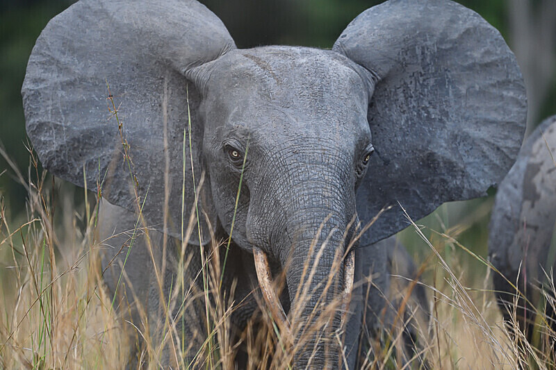  - Parc national de La Lope (Gabon 2024)