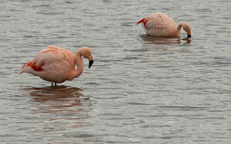 Chilean Flamingo - Patagonie Chilienne: Magellan Channel and Torres del Paine N.P.
