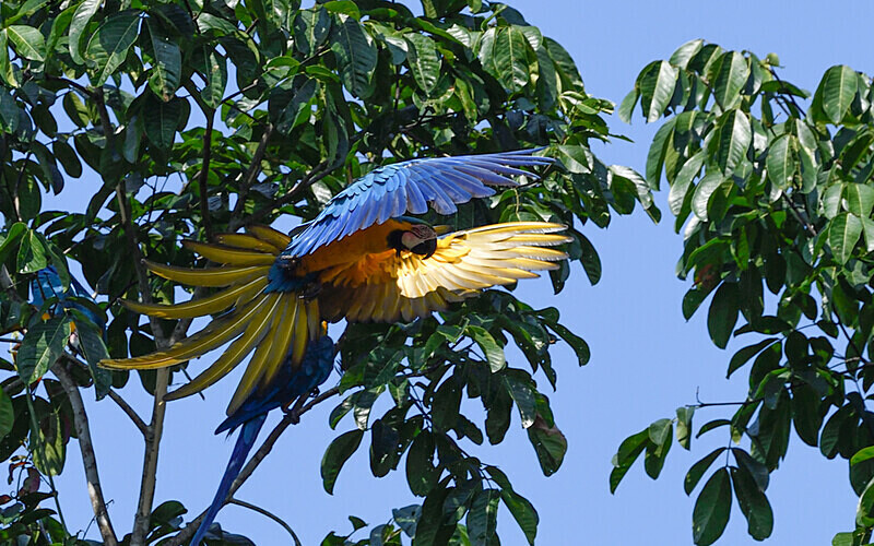 Blue and yellow macaw - Pacaya Samiria Pérou 2022