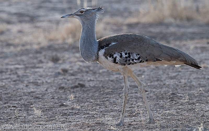 Kori bustard - Kgalagadi transfrontier park (2017)