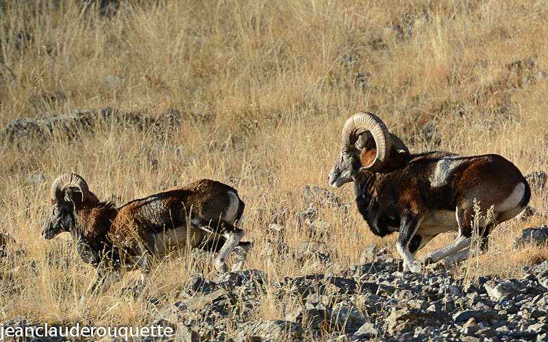Mouflons - Méditerranée/ Mediterranean
