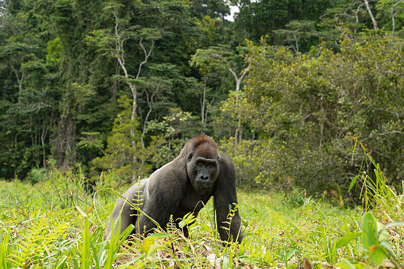 Silver back - Loango national park (Gabon 2024)