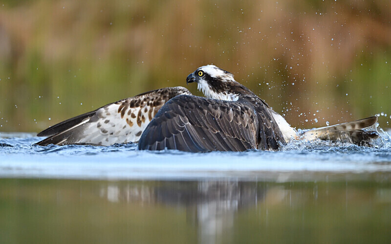  - Shetlands and Cairngorn national park (Scotland)