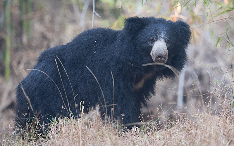Sloth bear - Tadoba national park 2017