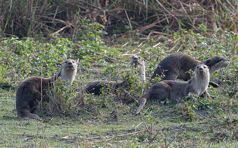 Otters Family - Kaziranga National Park Noth East India 2025