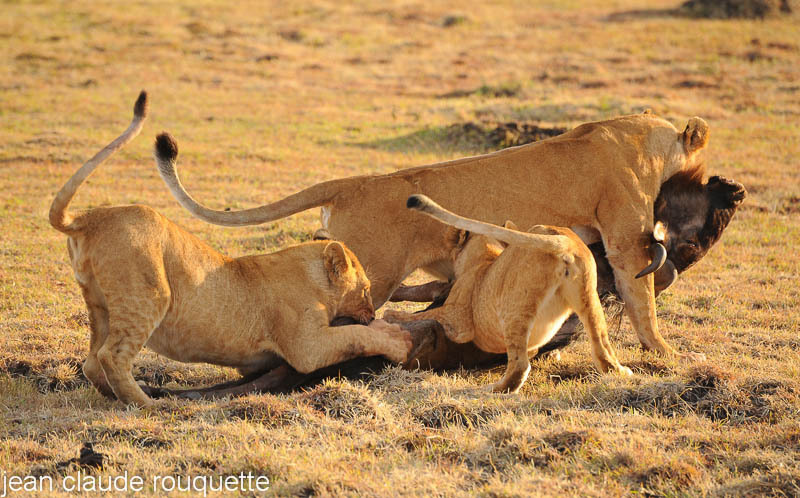 Lionness is carrying her  kill. - Masai mara 2009 oloololo gate (Kenya 2009)