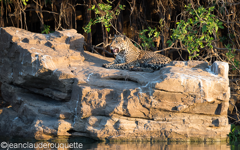Jaguar at the sunset - Pantanal Brazil 2015