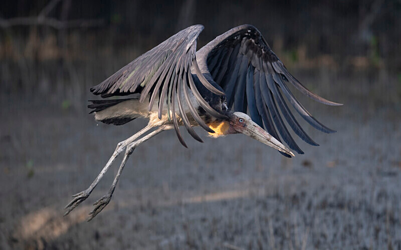 Lesser Adjudent - Sundarban National Park North East India February 2025