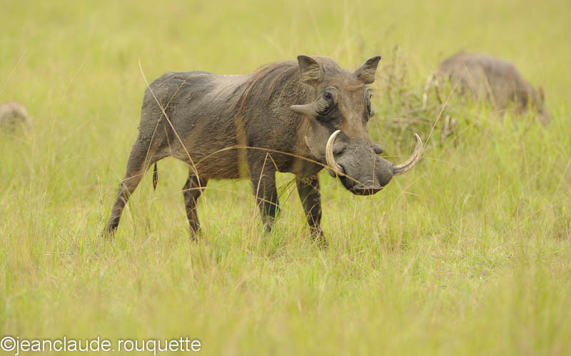 Big male warthog. - Mabamba swamp and M'Buro N.P. (Uganda 2012)