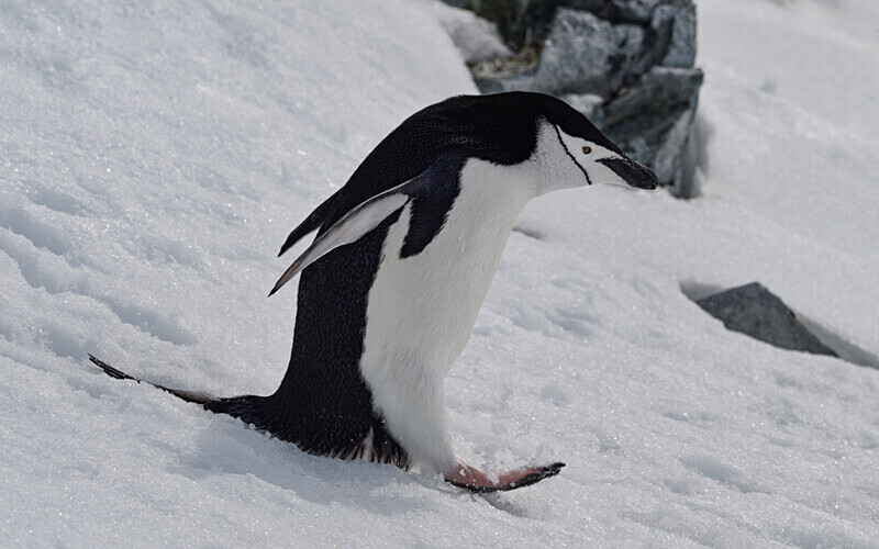  - Ushuaïa Malvinas South Georgia Antartica Peninsula