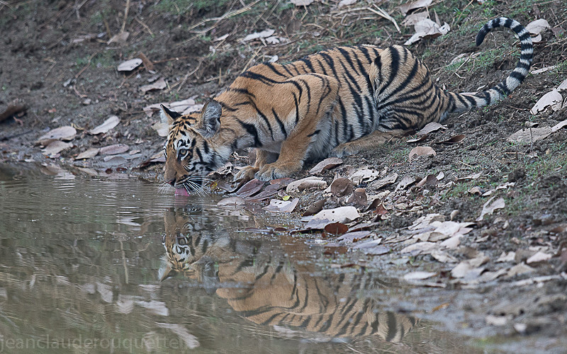 First cub came out to drink - Tadoba national park (India 2016)