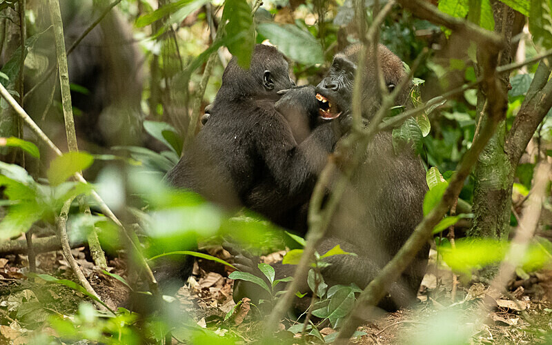 Young gorillas playing - Loango national park (Gabon 2024)