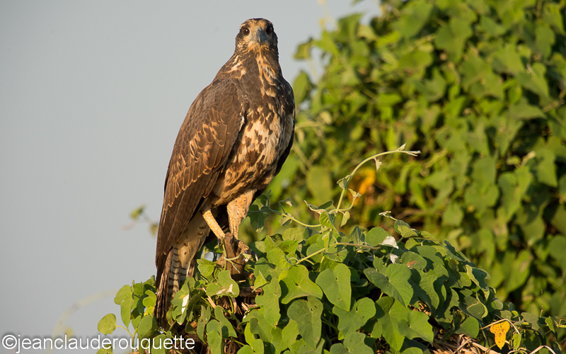 Great black hawk juvenile - Pantanal Brazil 2015