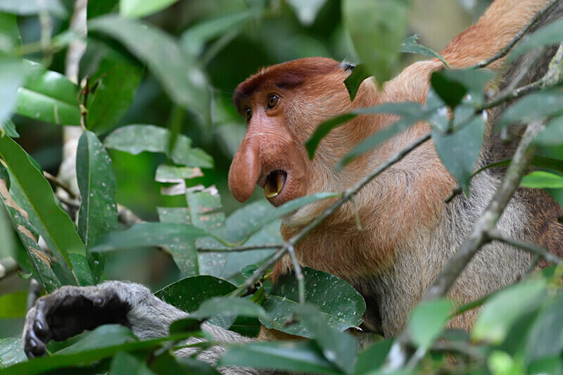 Probiscus monkey male - Sarawak (avril 2024) Borneo Malaisie