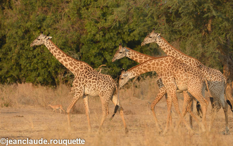  - South Luangwa 2014 (Zambia)