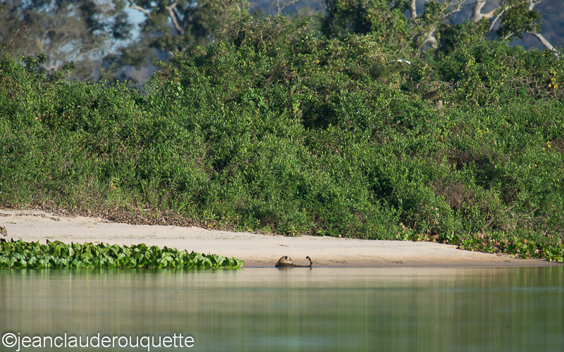 Jaguar and the Paraguay river - Pantanal Brazil 2015