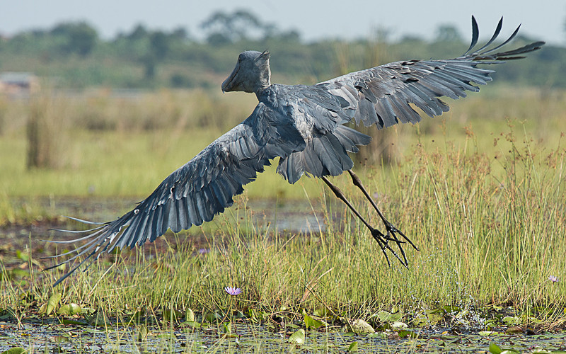 Mabamba swamp - Uganda 2016