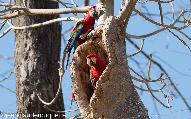 Red and green macaws - Pantanal Brazil 2015