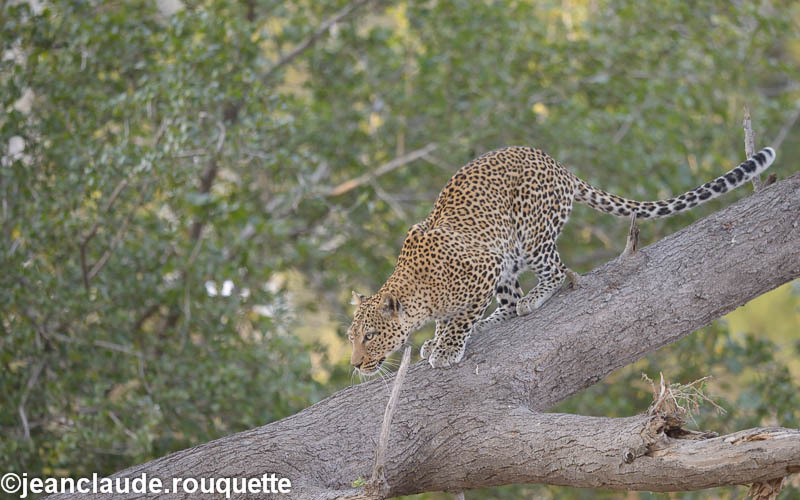 - South Luangwa 2014 (Zambia)