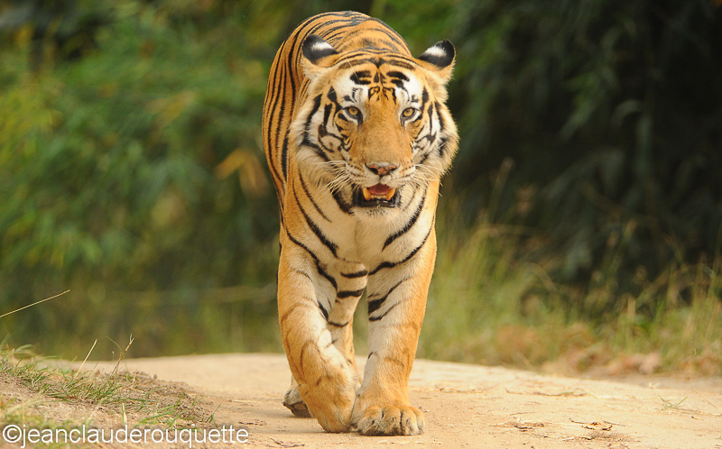 Mouna on the road - Kanha NP and Bandhavgarh (India 2010)