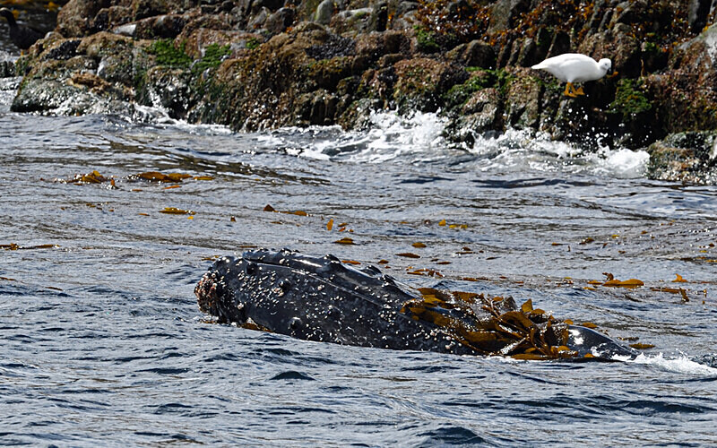 Humpback whale - Patagonie Chilienne: Magellan Channel and Torres del Paine N.P.