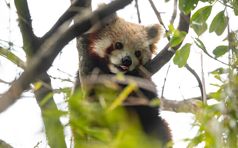 Red Panda - Singalila National Park February 2025 North East India