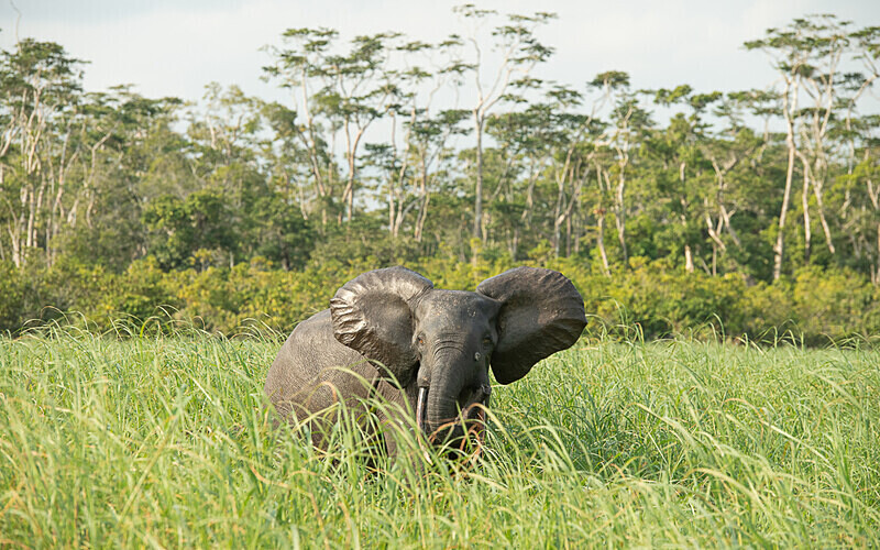  - Loango national park (Gabon 2024)