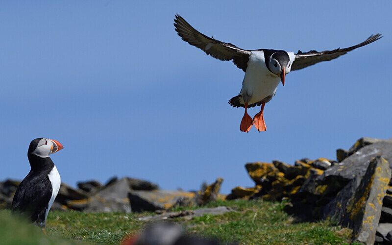 Noss Island - Shetlands and Cairngorn national park (Scotland)