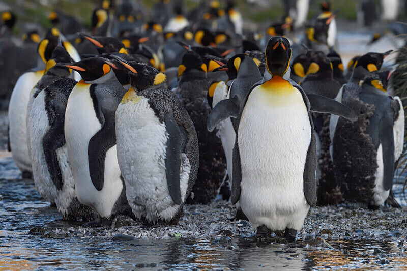  - Ushuaïa Malvinas South Georgia Antartica Peninsula