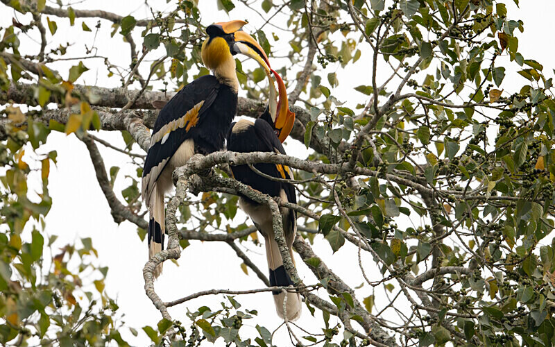 Great Hornbill couple - Kaziranga National Park Noth East India 2025