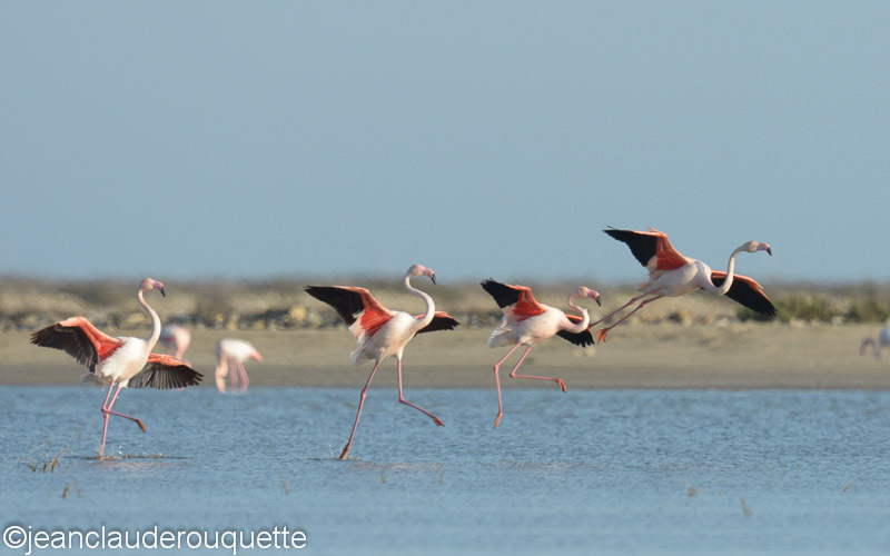 Flamants roses - Méditerranée/ Mediterranean