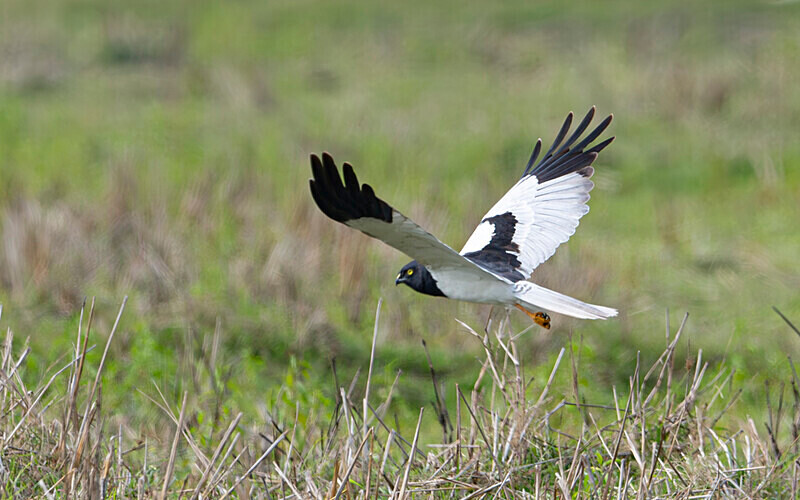 Pale Harrier - Manas National Park North East India 2025