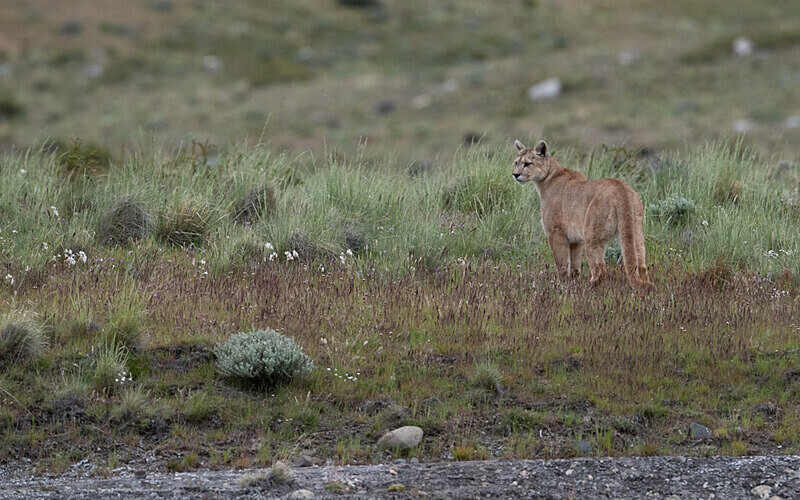 Male Puma - Patagonie Chilienne: Magellan Channel and Torres del Paine N.P.