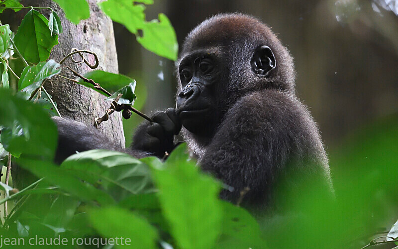  - Dzanga Sangha National Park (République Centrafricaine) 2019